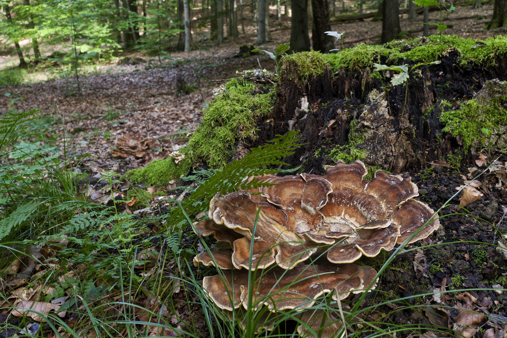 Details im Wald, hier: Riesenporling