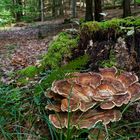 Details im Wald, hier: Riesenporling