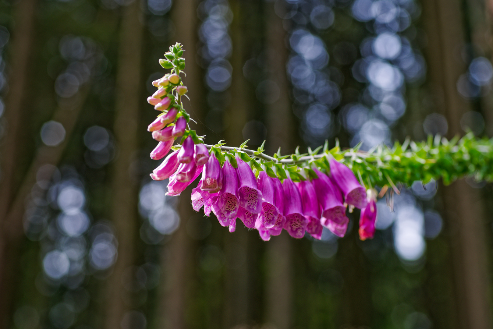 Details im Wald, hier: Roter Fingerhut 