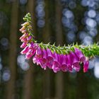 Details im Wald, hier: Roter Fingerhut 