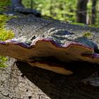 Details im Wald, hier: Rotrandiger Baumpilz