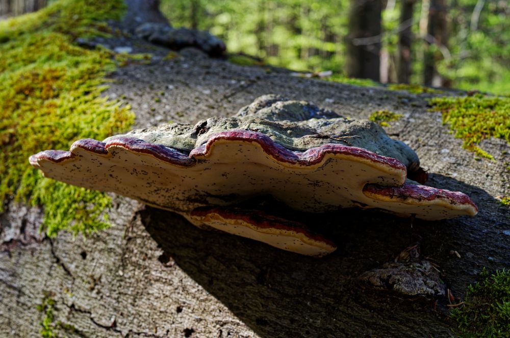 Details im Wald, hier: Rotrandiger Baumpilz