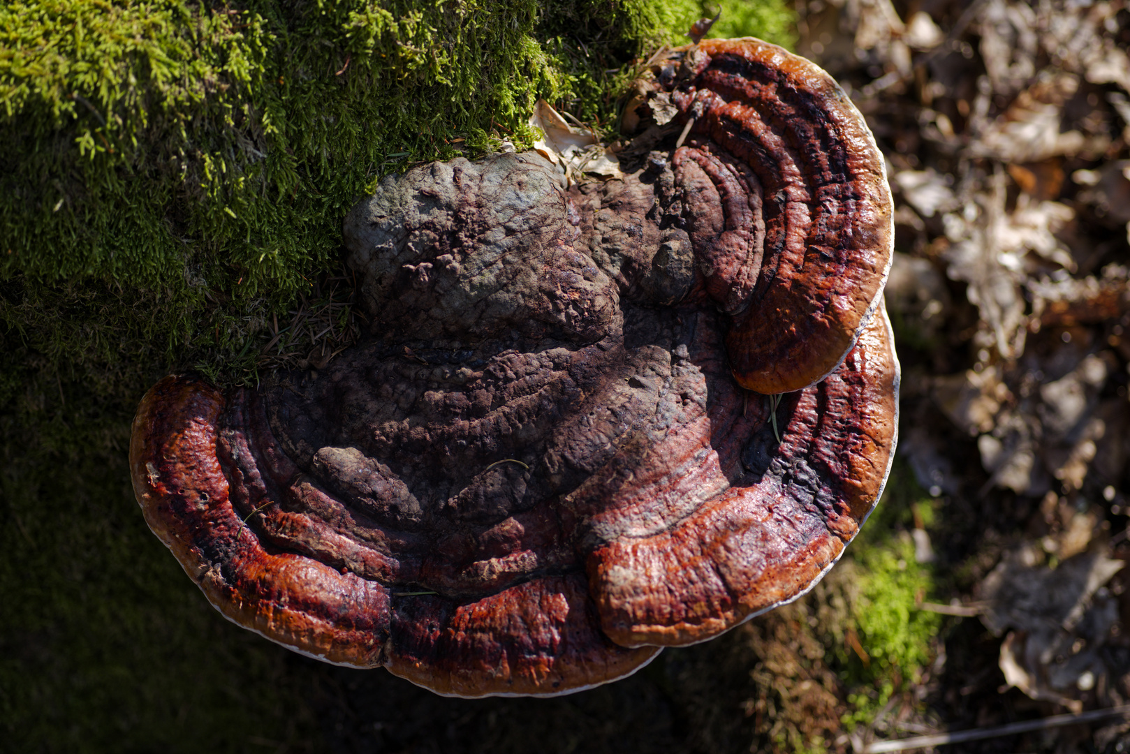 Details im Wald, hier: Rotrandiger Baumschwamm