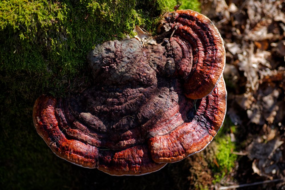 Details im Wald, hier: Rotrandiger Baumschwamm