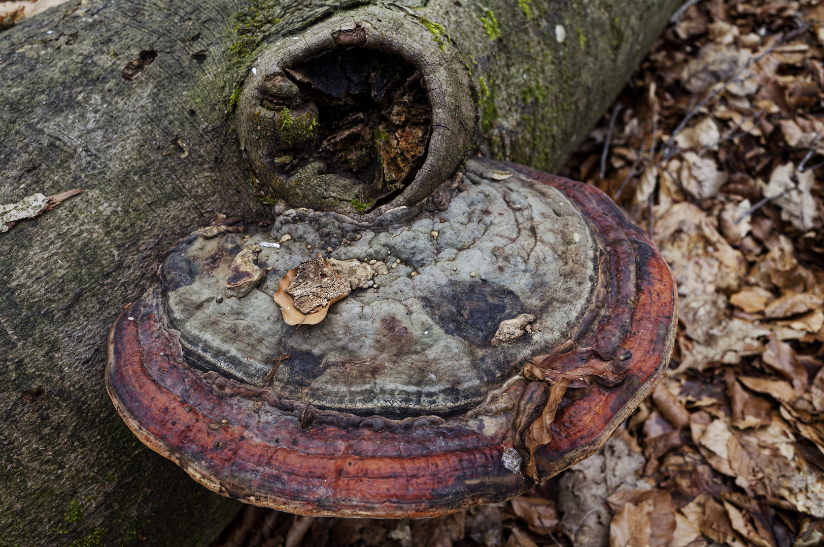 Details im Wald, hier: Rotrandiger Baumschwamm