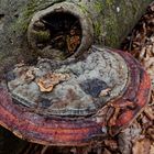 Details im Wald, hier: Rotrandiger Baumschwamm