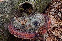 Details im Wald, hier: Rotrandiger Baumschwamm