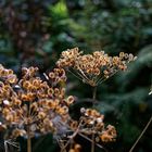 Details im Wald, hier: Samenstände des Bärenklaus 