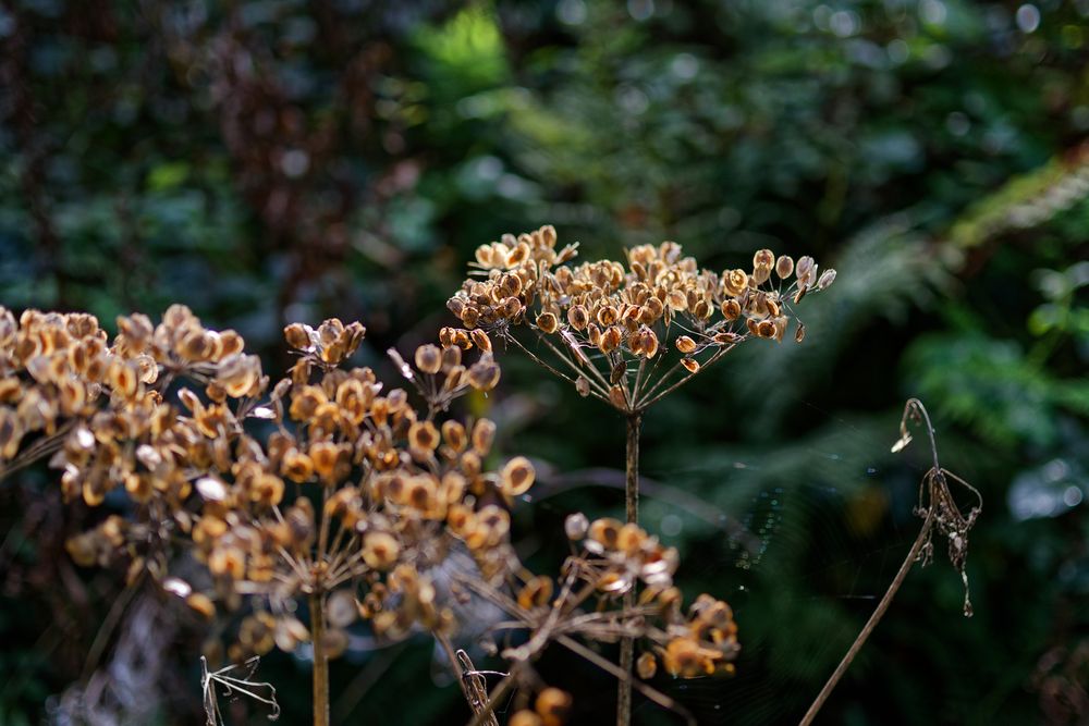 Details im Wald, hier: Samenstände des Bärenklaus 