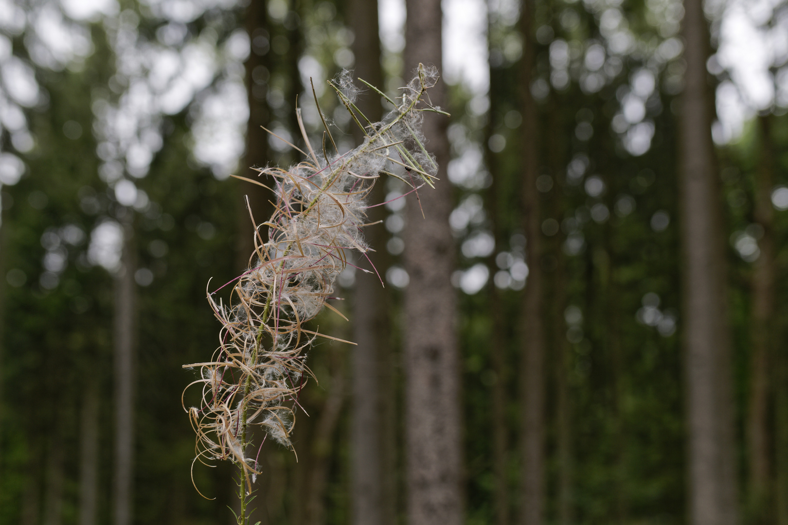 Details im Wald, hier: Samenstand eines Weidenröschens