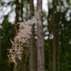 Details im Wald, hier: Samenstand eines Weidenröschens