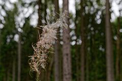 Details im Wald, hier: Samenstand eines Weidenröschens