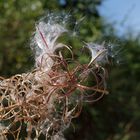 Details im Wald, hier: Samenstand eines Weidenröschens 