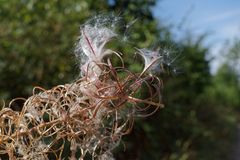 Details im Wald, hier: Samenstand eines Weidenröschens 