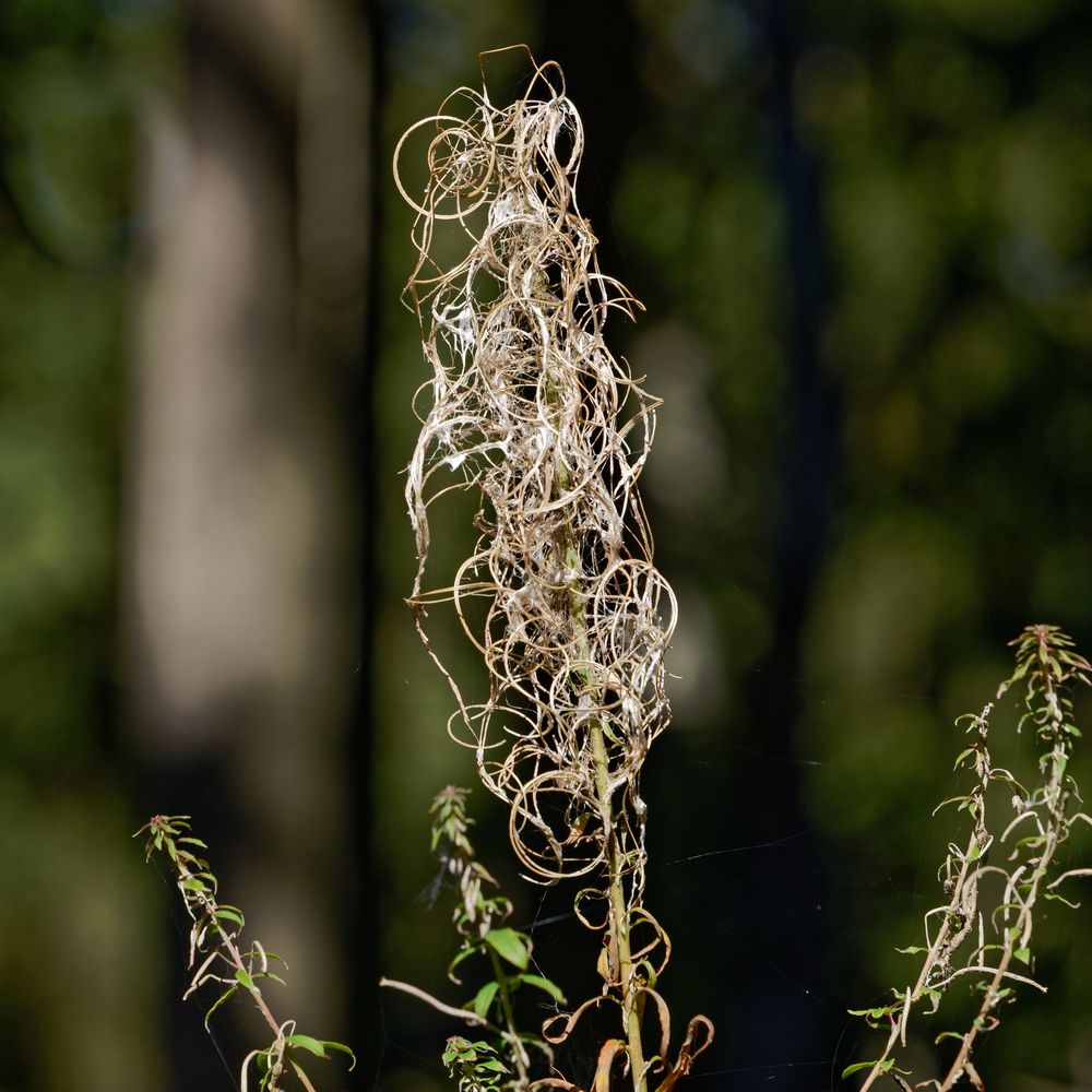 Details im Wald, hier: Samenstand eines Weidenröschens