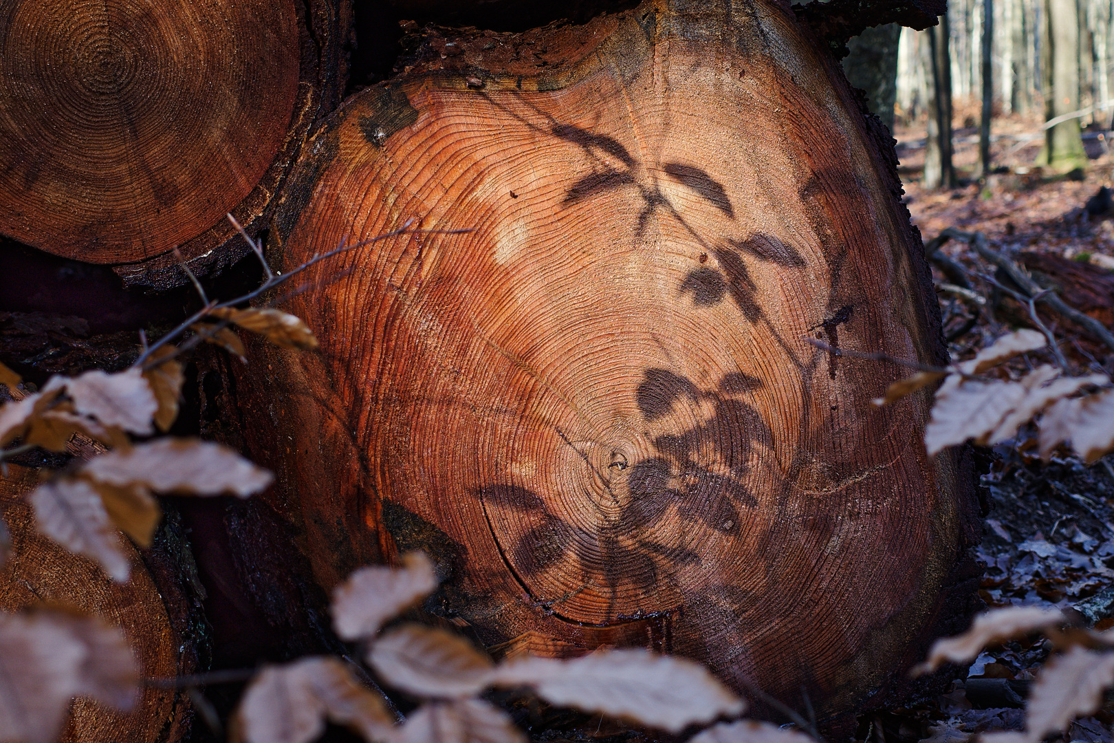 Details im Wald, hier: Schattenspiel auf dem Lärchenstamm