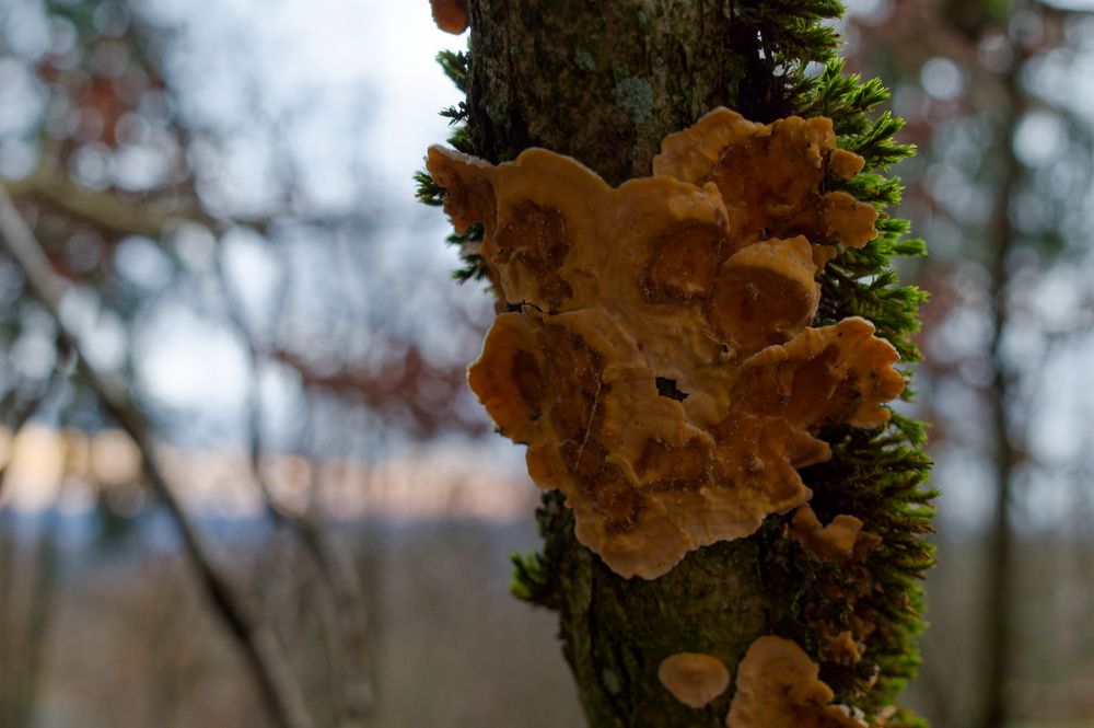 Details im Wald, hier: Schichtpilze