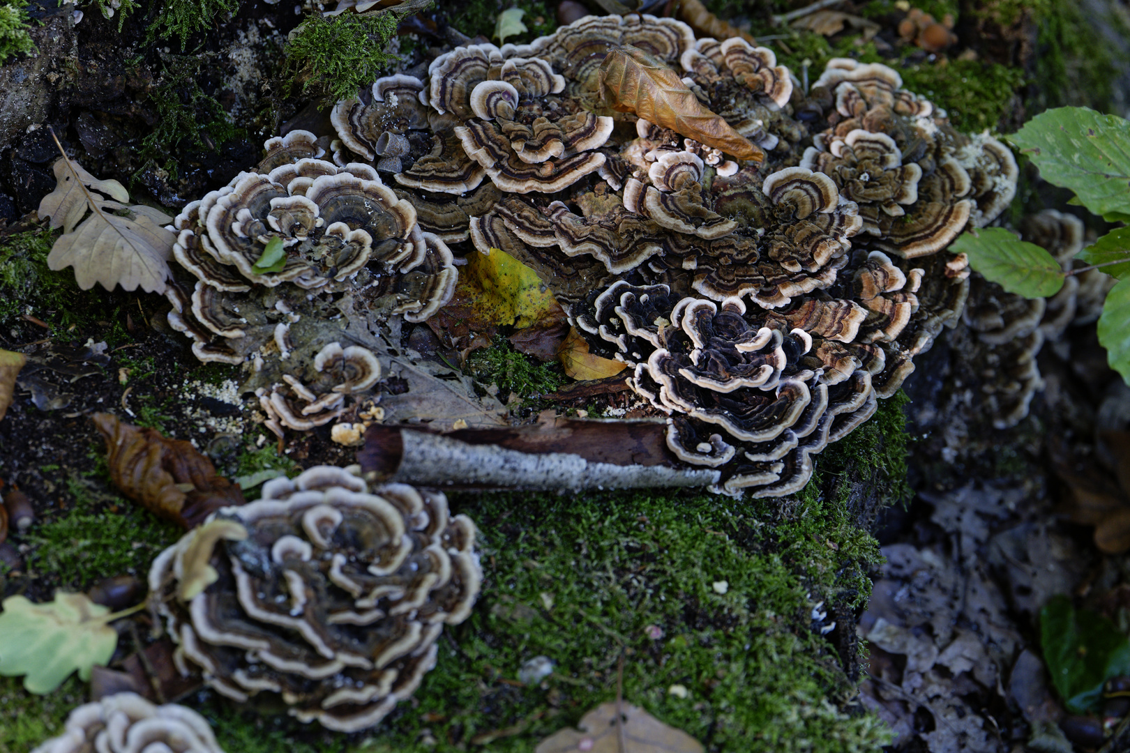 Details im Wald, hier: Schichtpilze