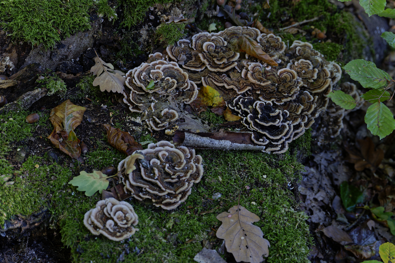 Details im Wald, hier: Schichtpilze 