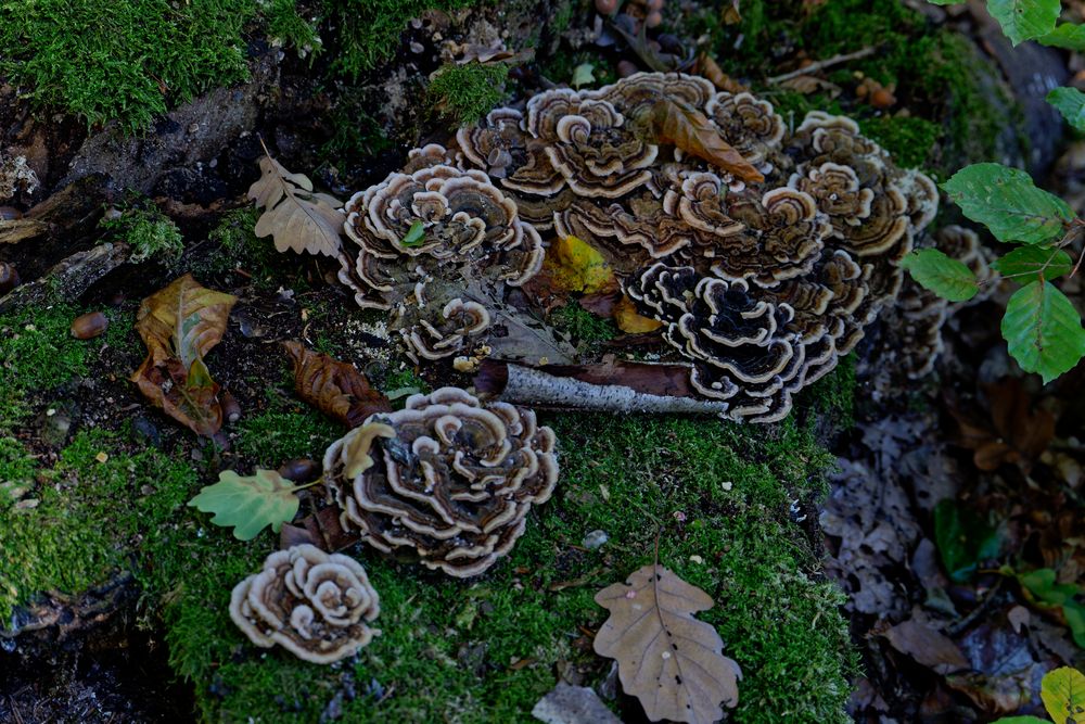 Details im Wald, hier: Schichtpilze 