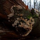 Details im Wald, hier: Schichtpilze auf Eichenstamm