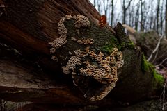 Details im Wald, hier: Schichtpilze auf Eichenstamm