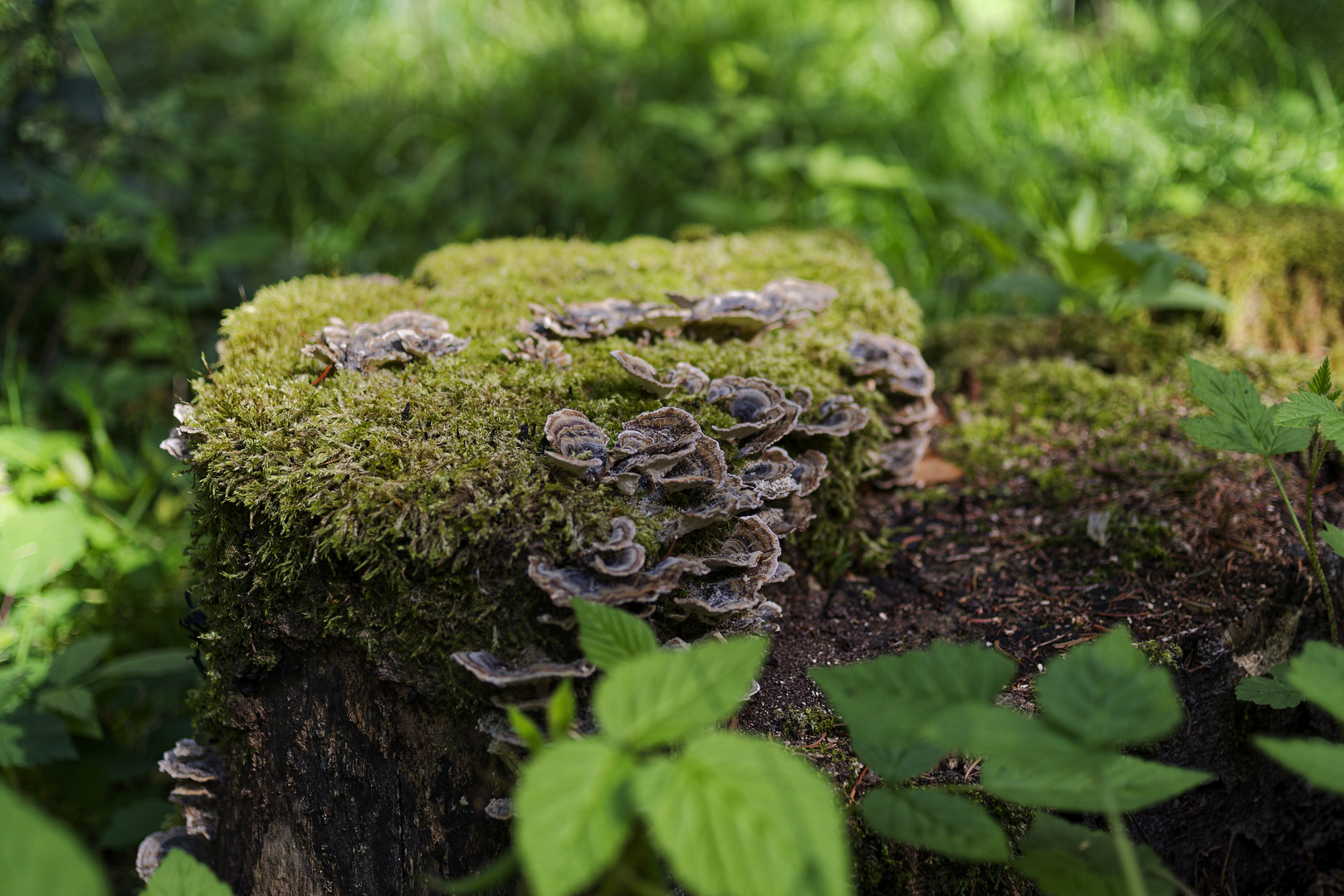 Details im Wald, hier: Schichtpilze