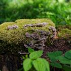 Details im Wald, hier: Schichtpilze