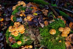 Details im Wald, hier: Schleimlinge im Licht