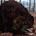 Details im Wald, hier: Schnittfläche und Strukturen