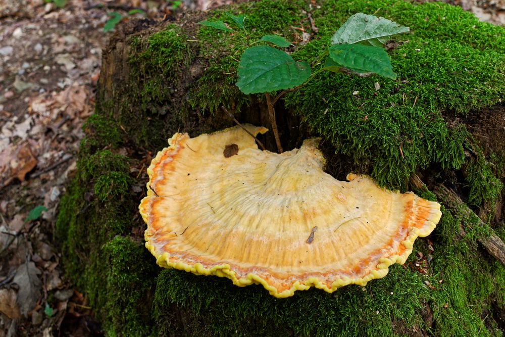 Details im Wald, hier: Schwefelporling