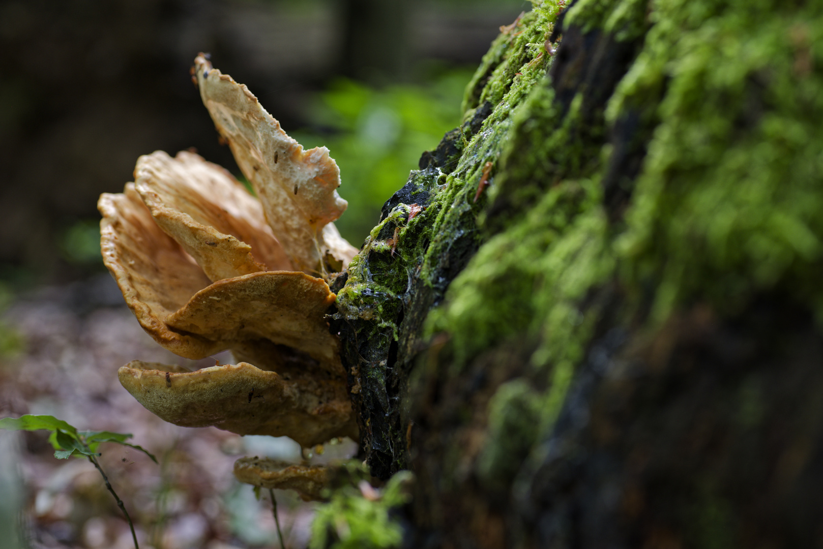 Details im Wald, hier: Schwefelporling