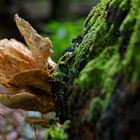 Details im Wald, hier: Schwefelporling