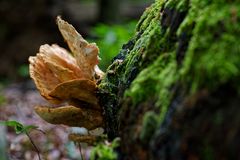 Details im Wald, hier: Schwefelporling