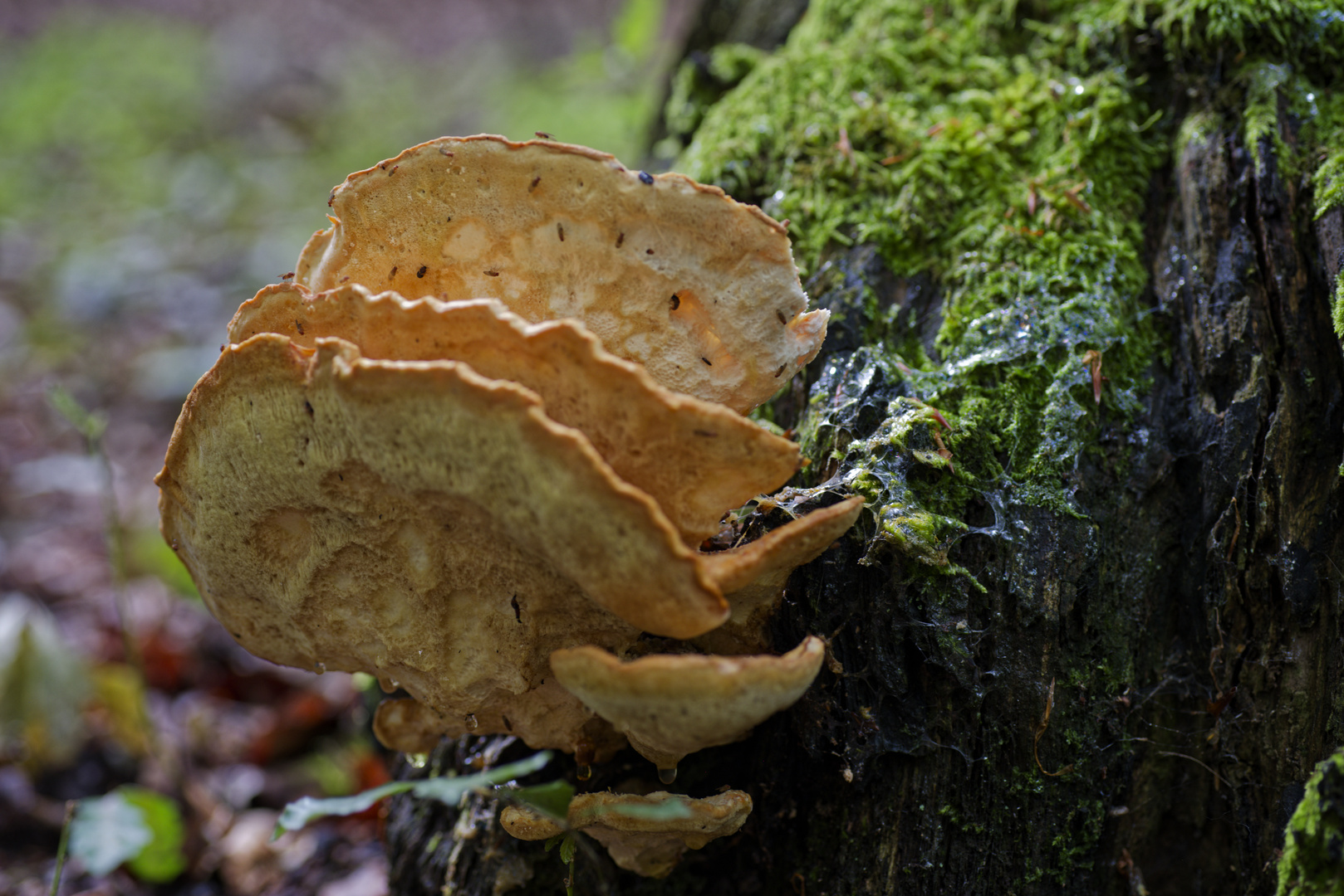 Details im Wald, hier: Schwefelporling