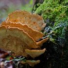 Details im Wald, hier: Schwefelporling