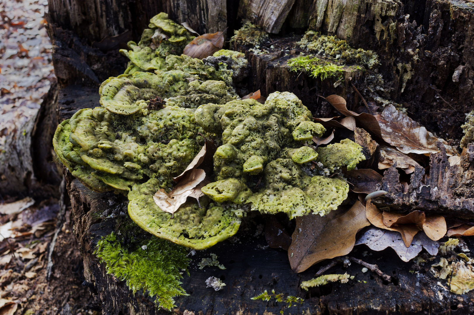 Details im Wald, hier: skurril gewachsener Baumpilz