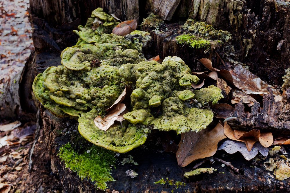 Details im Wald, hier: skurril gewachsener Baumpilz