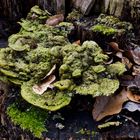 Details im Wald, hier: skurril gewachsener Baumpilz