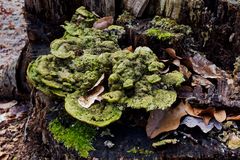 Details im Wald, hier: skurril gewachsener Baumpilz