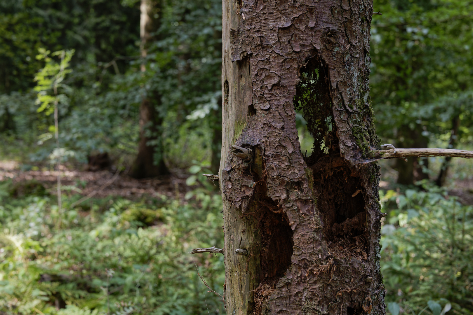 Details im Wald, hier: Spinnennetz im Spechtloch