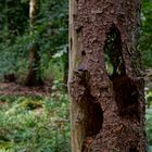 Details im Wald, hier: Spinnennetz im Spechtloch