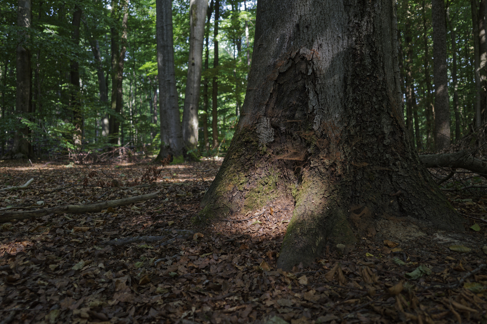 Details im Wald, hier: Spinnennetze in einer Buchenwurzel