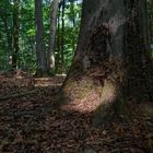 Details im Wald, hier: Spinnennetze in einer Buchenwurzel