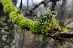 Details im Wald, hier: Strauchflechte 