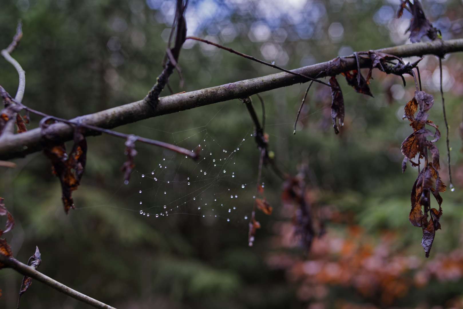 Details im Wald, hier: Stresstest für Spinnennetz