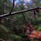 Details im Wald, hier: Stresstest für Spinnennetz