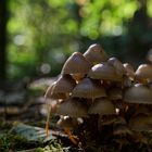 Details im Wald, hier: Tintlinge