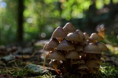 Details im Wald, hier: Tintlinge