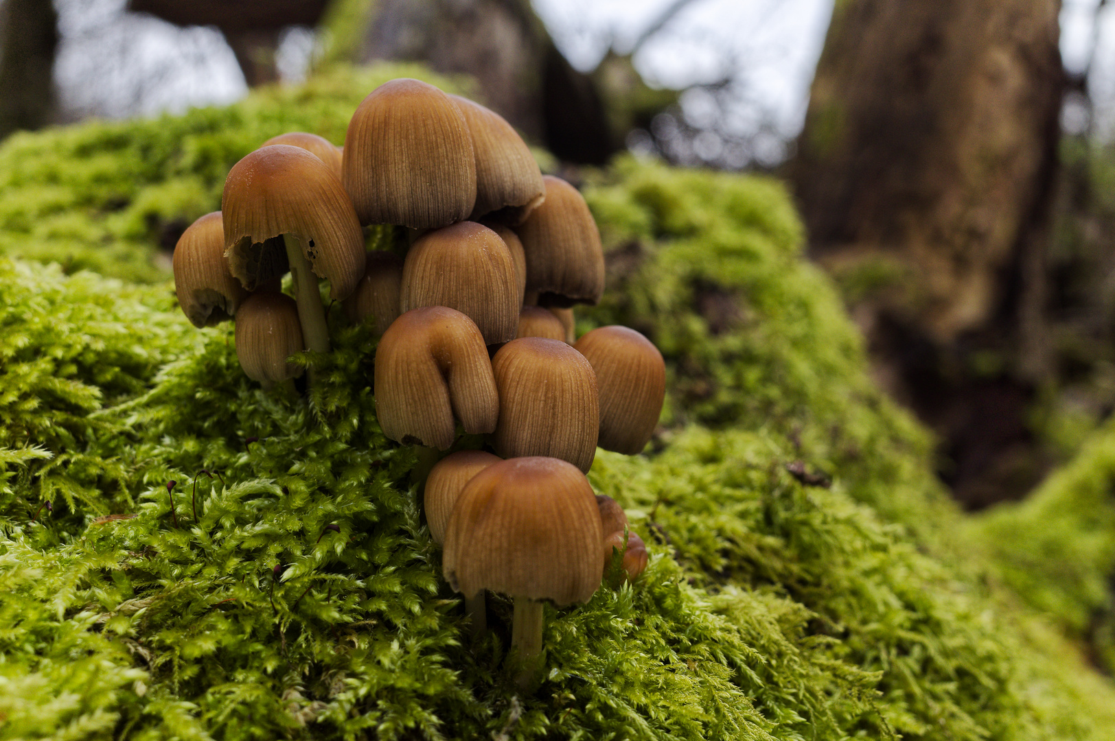 Details im Wald, hier: Tintlinge